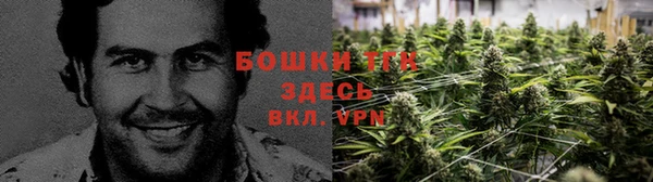 прущие грибы Михайловск